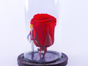 Rosa Eterna e Palito de Fósforo